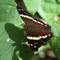 anartia_fatima3md (Anartia fatima)