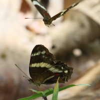 anartia_fatima5md (Anartia fatima)