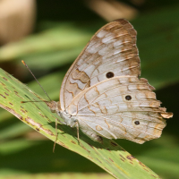 anartia_jatrophae_luteipicta3bd (Anartia jatrophae ssp. luteipicta)