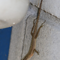 anolis_polylepis3md