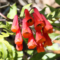 bomarea_acutifolia4md (Bomarea acutifolia)