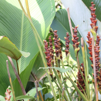 calathea_lutea5md (Calathea lutea)