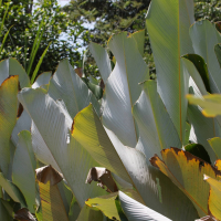 calathea_lutea7md (Calathea lutea)