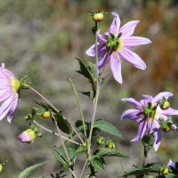 dahlia_imperialis2md (Dahlia imperialis)