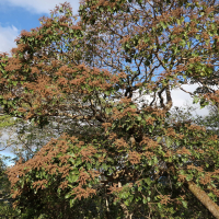 Heliocarpus americanus (Heliocarpus)