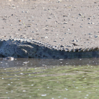 crocodylus_acutus6md