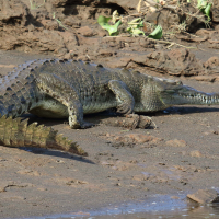 crocodylus_acutus7md