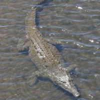 crocodylus_acutus8md