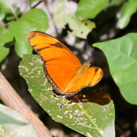 dryas_iulia_moderata2bd (Dryas iulia ssp. moderata)