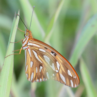 dryas_julia_moderata3md (Dryas iulia ssp. moderata)