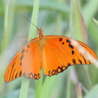 dryas_julia_moderata4md (Dryas iulia ssp. moderata)