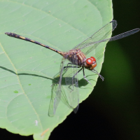 dythemis_sterilis4bd (Dythemis sterilis)