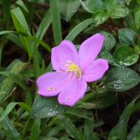 heterotis_rotundifolia6md