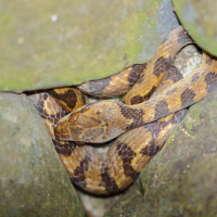 Leptodeira septentrionalis (Serpent aux yeux de chat)