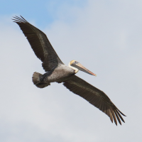 pelican_brun_-_pelecanus_occidentalis6md