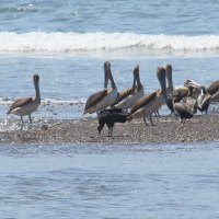 pelican_brun_-_pelecanus_occidentalis7md