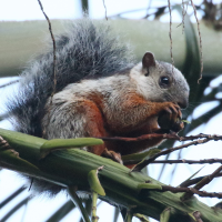 sciurus_variegatoides8bd (Sciurus variegatoides)