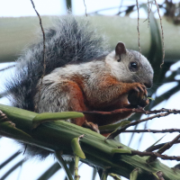 sciurus_variegatoides8bd