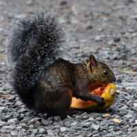 sciurus_variegatoides9bd (Sciurus variegatoides)