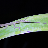 anolis_limifrons3md