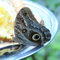 caligo_brasiliensis_sulanus2md (Caligo brasiliensis ssp. sulanus)