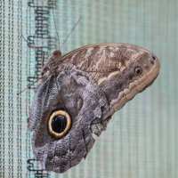 caligo_brasiliensis_sulanus3bd (Caligo brasiliensis ssp. sulanus)