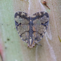 Biolleyana costalis (Cicadelle)