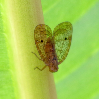 Biolleyana fenestra (Cicadelle)
