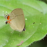Calycopis drusilla (Thécla, Lycène)
