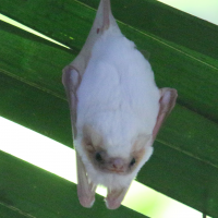 Diclidurus albus (Chauve-souris fantôme du Nord (Northern Ghost Bat))