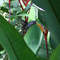 Phaetornis longirostris (Ermite à longue queue)