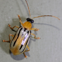 Diabrotica underwoodi (Galéruque)