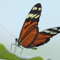 heliconius_ismenius_clarescens2md