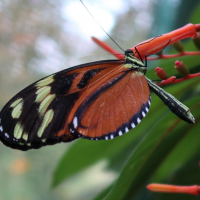 heliconius_ismenius_clarescens3md