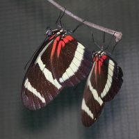 heliconius_pachinus2bd