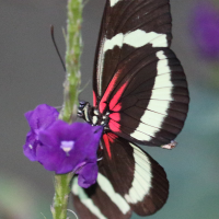 heliconius_pachinus3bd