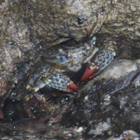 Eriphia squamata (Crabe)
