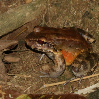 Leptodactylus savagei (Grenouille)