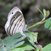 Leucochimona molina (Papillon)