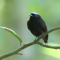 Lepidothrix coronata (Manakin à tête bleue)