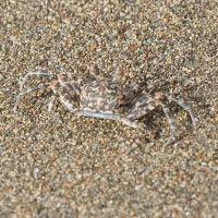 Ocypode occidentalis (Crabe fantôme)