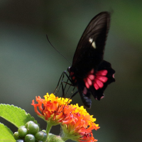 papilio_torquatus_tolmides1md