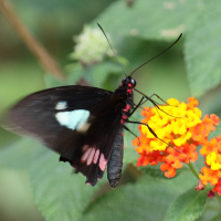 Papilio torquatus ssp. tolmides (Papillon torquatus)