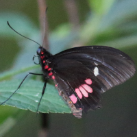 parides_iphidamas_iphidamas1bd