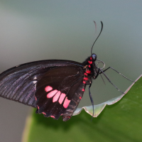 Parides iphidamas ssp. iphidamas (Papillon)