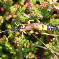 amblyteles_armatorius1md (Amblyteles armatorius)