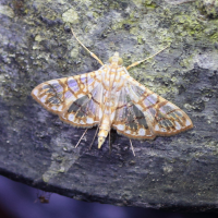 Synclera jarbusalis (Pyrale)