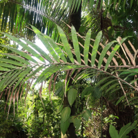 bactris_guineensis2md