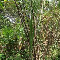 Bactris guineensis (Palmier)