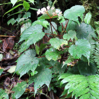Begonia involucrata (Bégonia)